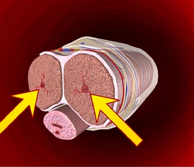 Muscle & Nerve Support